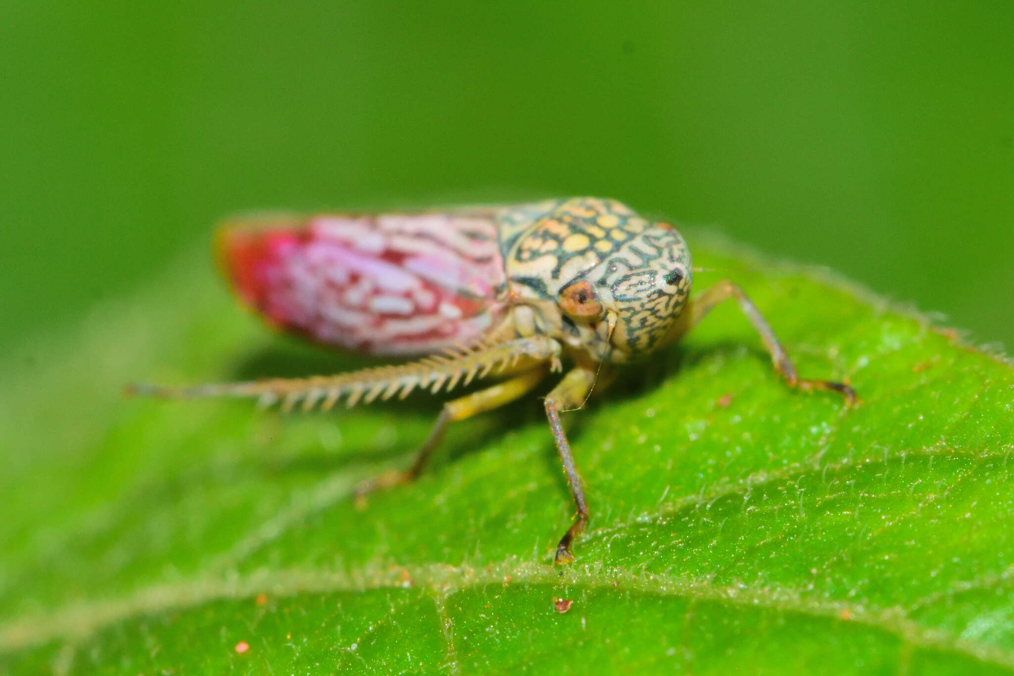 Image of Graphocephala edwardsii (Signoret 1855)