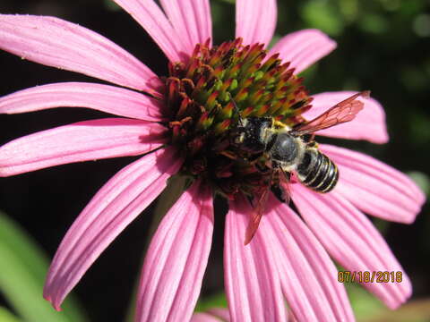 Image of Pugnacious Leaf-cutter Bee