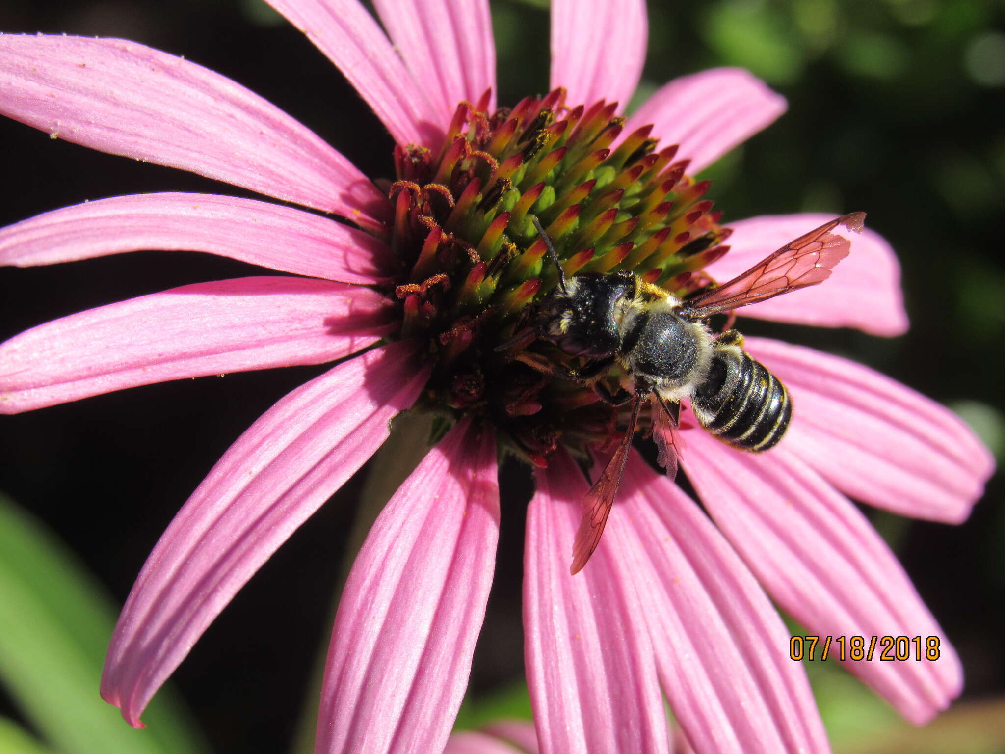 صورة Megachile pugnata Say 1837