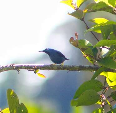 Image of Shining Honeycreeper