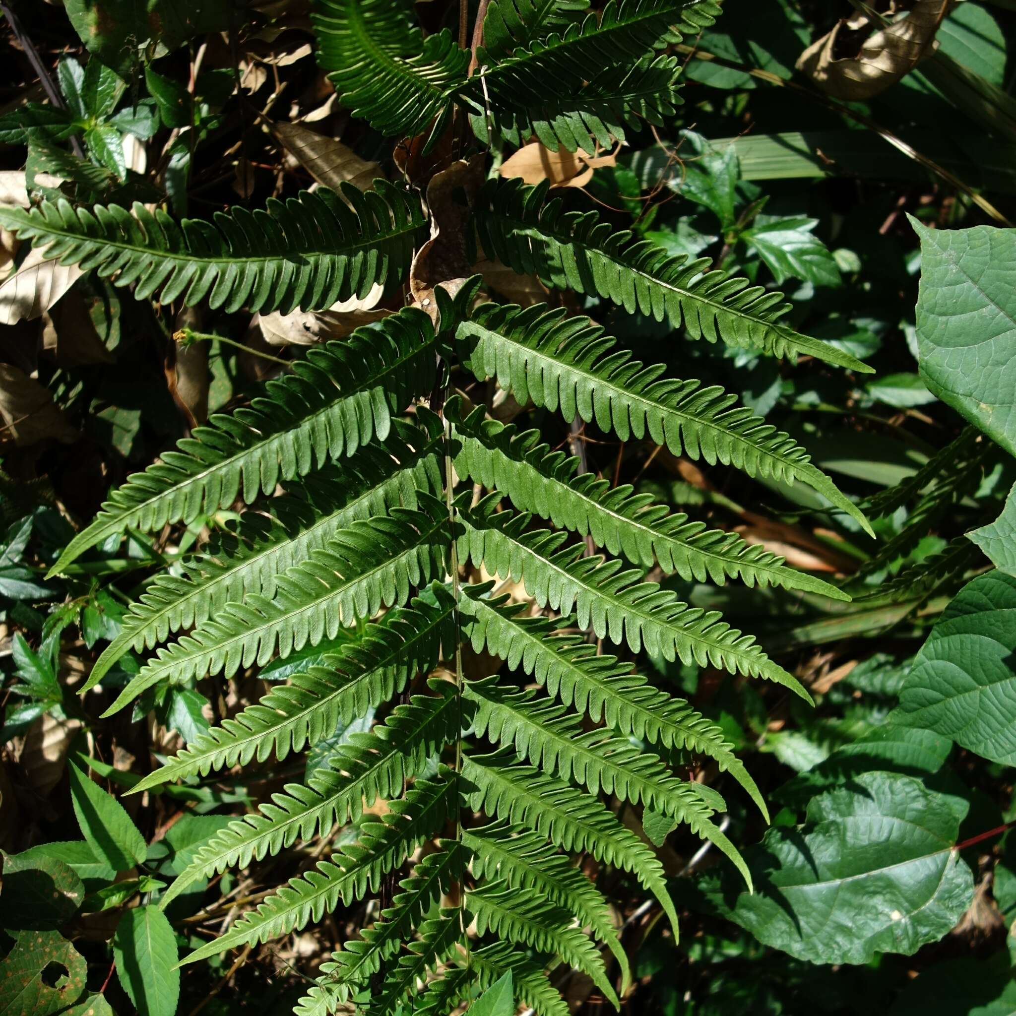 Sivun Pteris arisanensis Tag. kuva