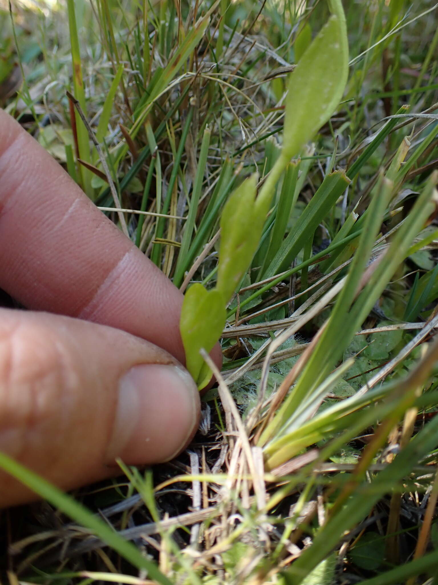 Image of One-Flower Fringed-Gentian