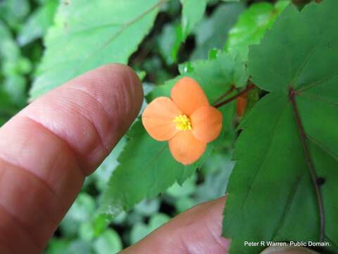 Image of Begonia sutherlandii Hook. fil.