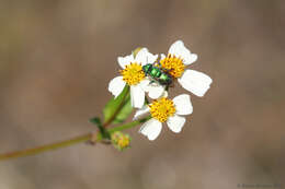 Image of Dilemma Orchid Bee