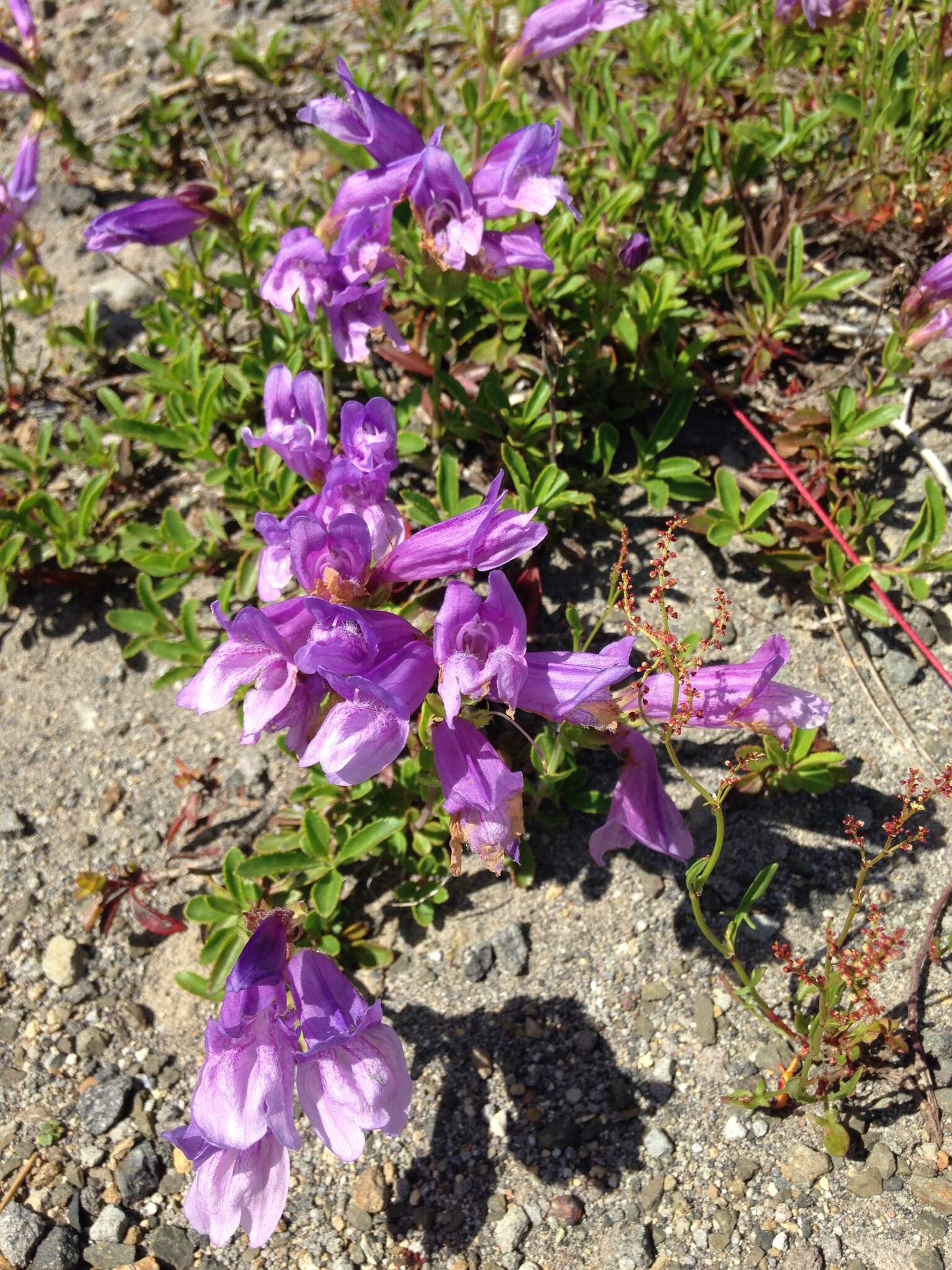 صورة Penstemon cardwellii Howell