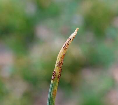 Image of Puccinia liliacearum Duby 1830