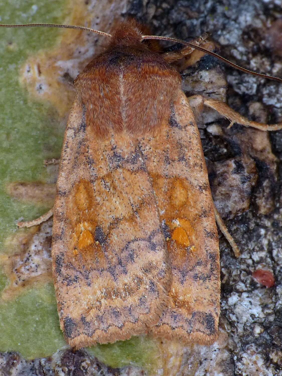 Image of Three-Spotted Sallow