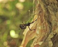 Image of Nephilengys papuana Thorell 1881