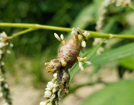 Слика од Melanopsichium pennsylvanicum Hirschh. 1941