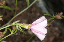 Convolvulus cantabrica L.的圖片