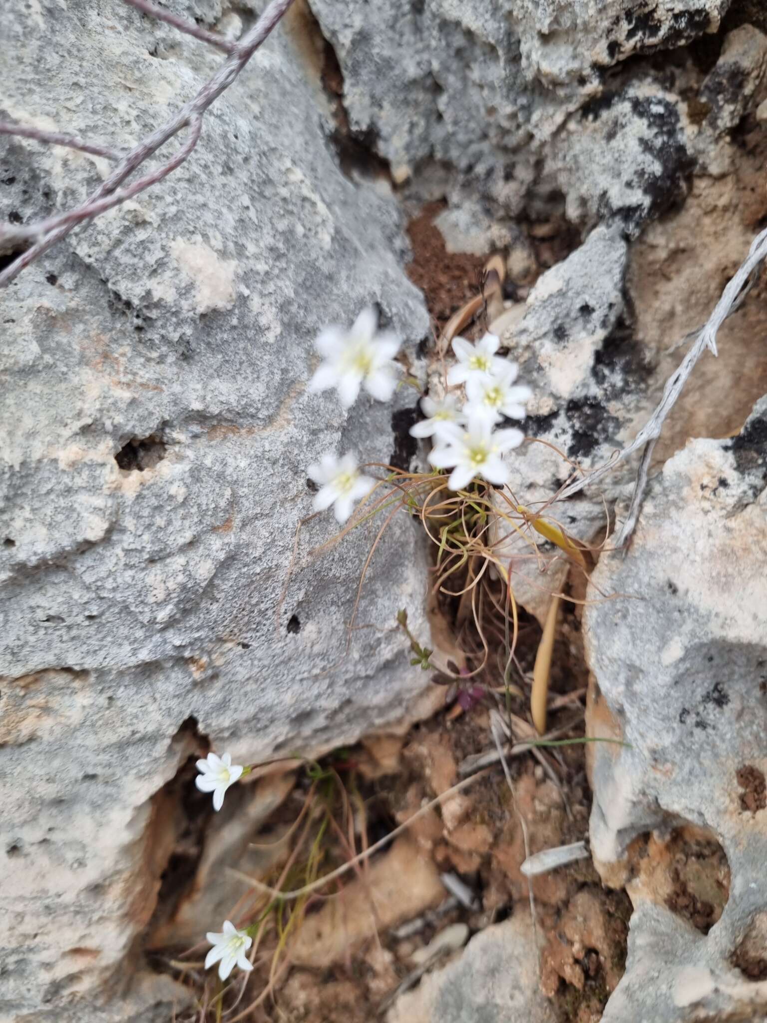 Sivun Gagea graeca (L.) Irmisch kuva