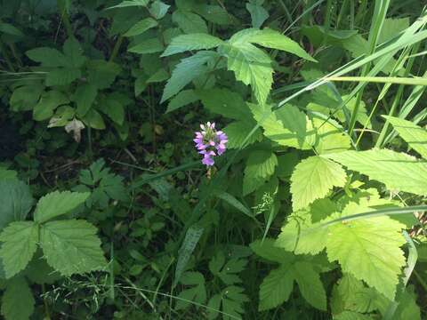 Image of Dactylorhiza majalis subsp. baltica (Klinge) H. Sund.