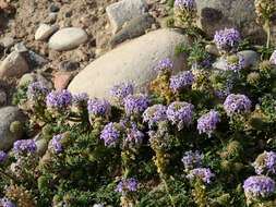 Imagem de Glandularia parodii Covas & Schnack