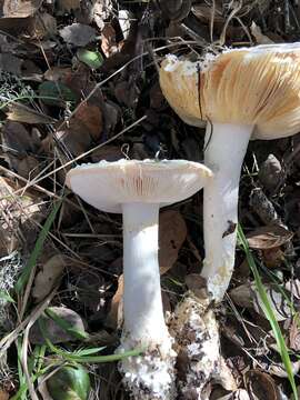 Image of Amanita magniverrucata Thiers & Ammirati 1982