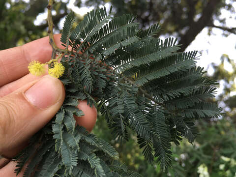 Image of Silver Wattle