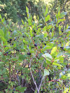 Image of Vaccinium membranaceum Douglas ex Hook.