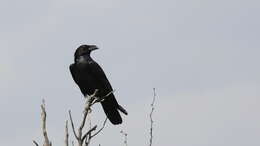 Image of Chihuahuan Raven