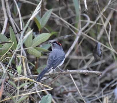 صورة Coryphospingus pileatus (Wied-Neuwied 1821)