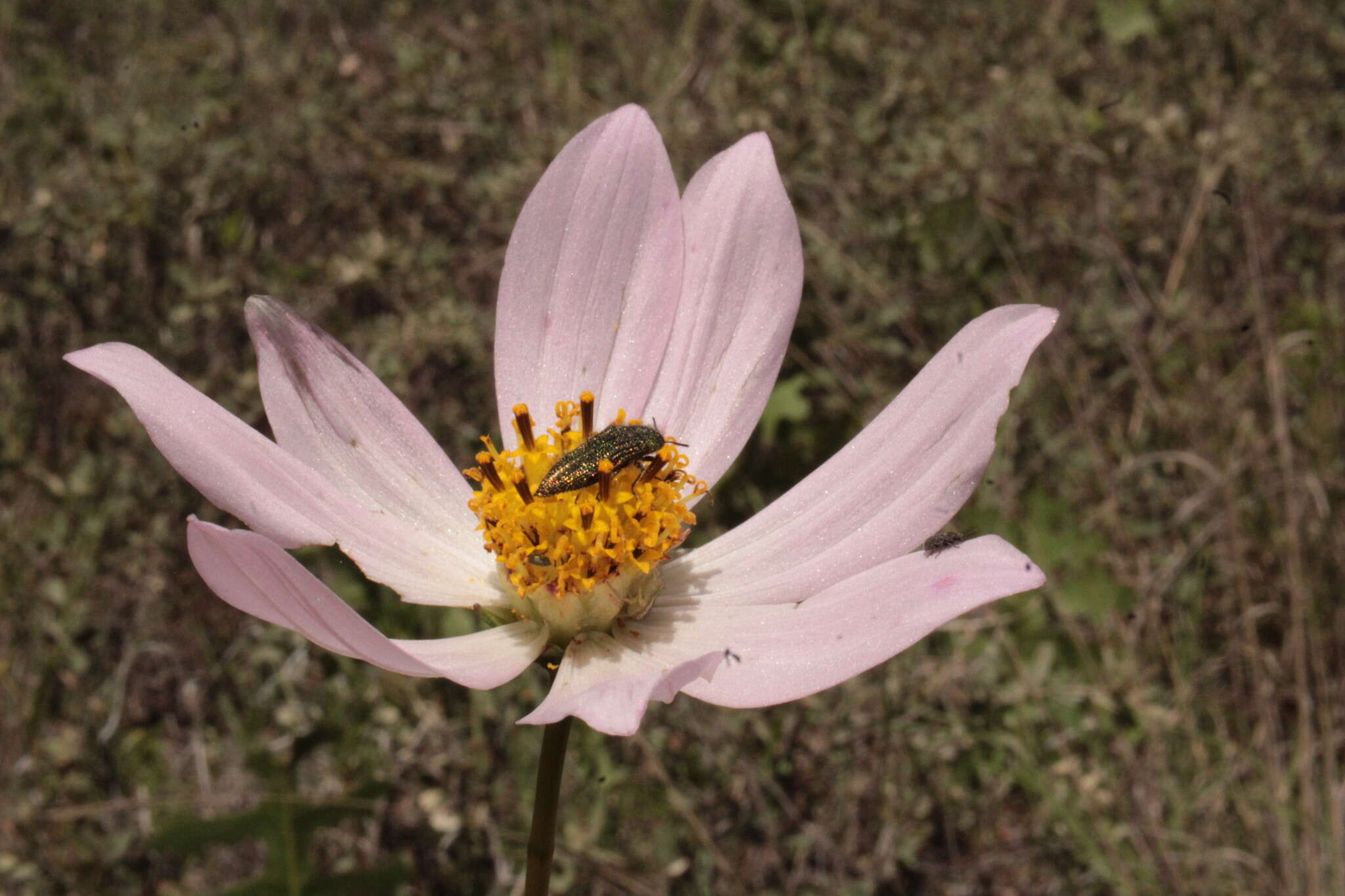 Image of Cosmos palmeri Robinson