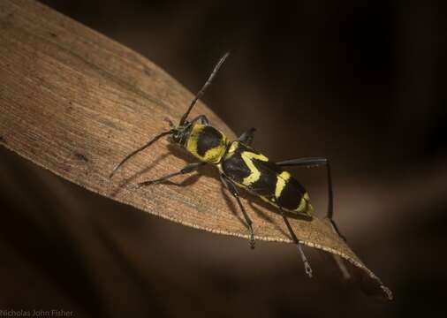 Image of Clytus curtisi (Castelnau & Gory 1841)