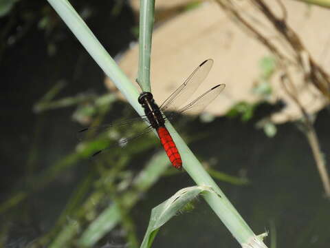 Слика од Libellula herculea Karsch 1889