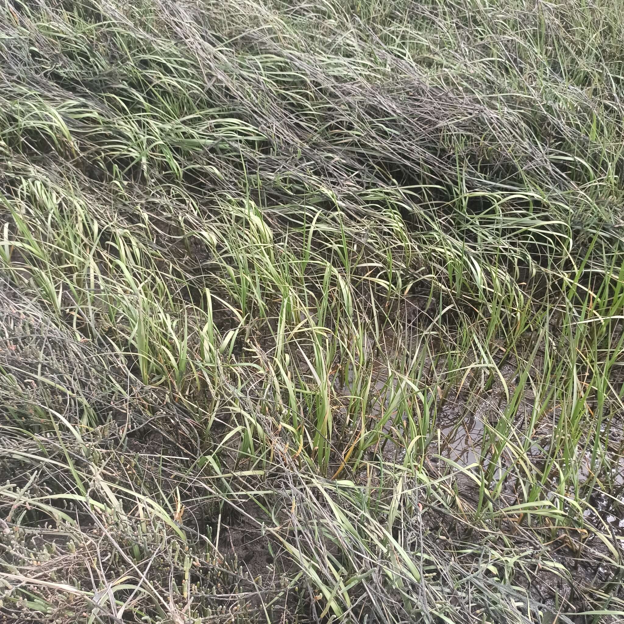 Image of California Cord Grass