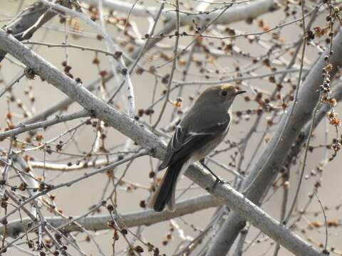 Image of Blue-capped Redstart