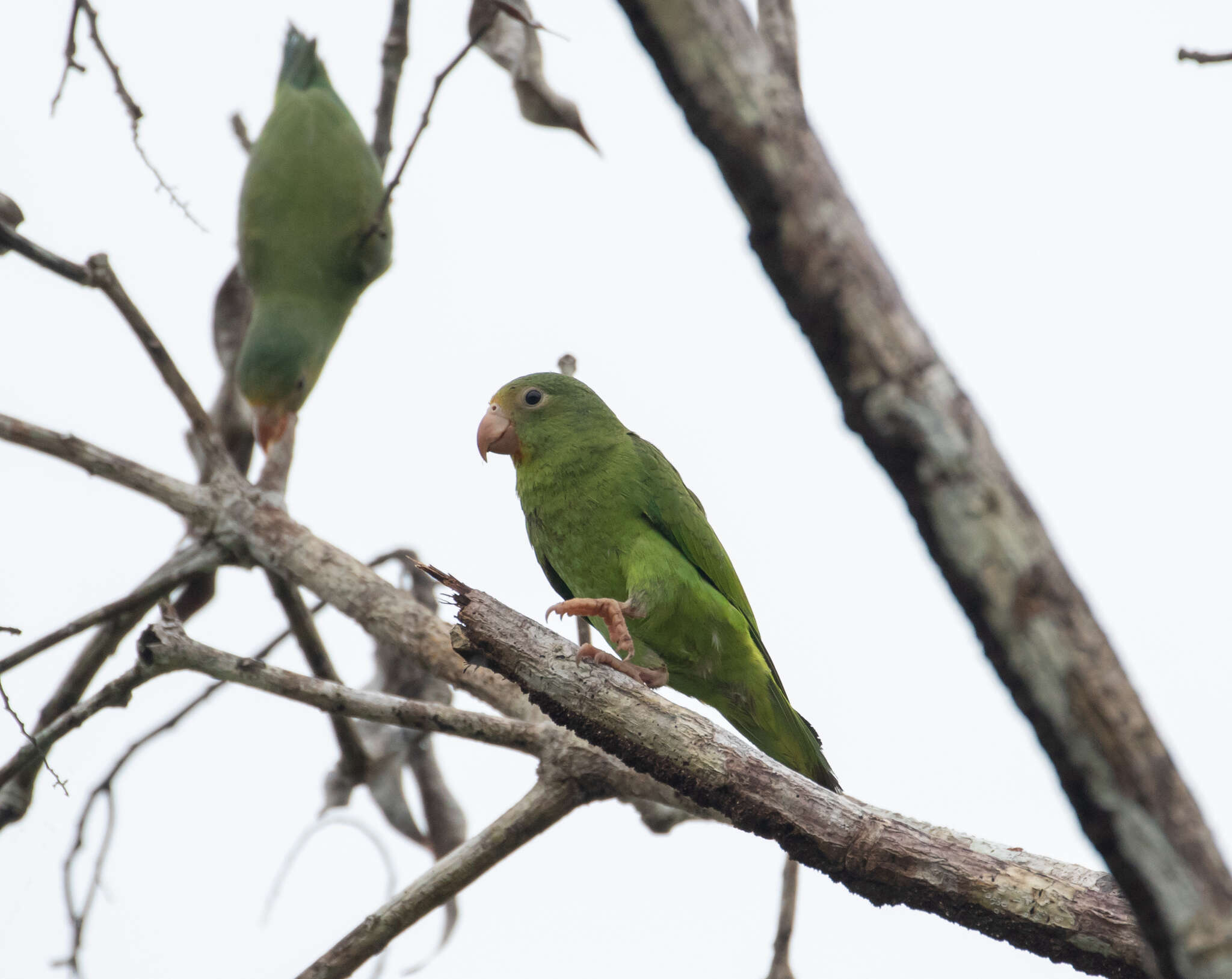 Image of Cobalt-winged Parakeet