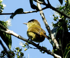 Image of Cachar Bulbul