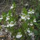 Imagem de Euphrasia cuspidata