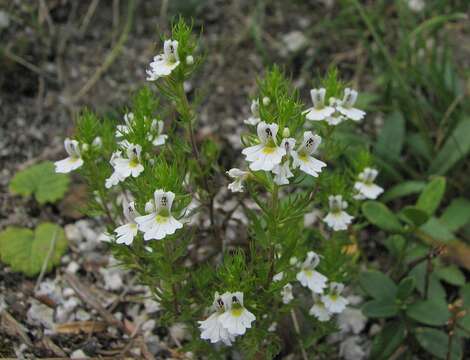 Image de Euphrasia cuspidata