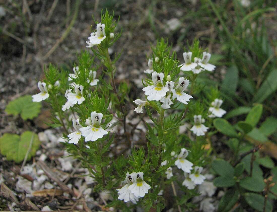 Imagem de Euphrasia cuspidata