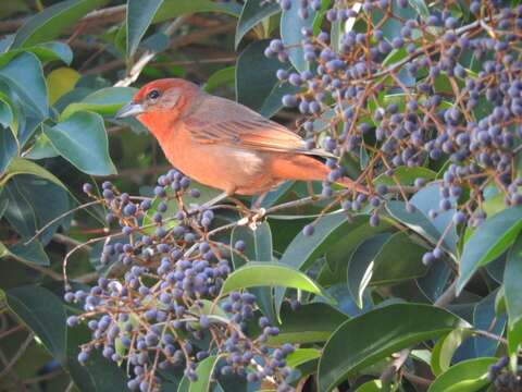 Image of Red Tanager