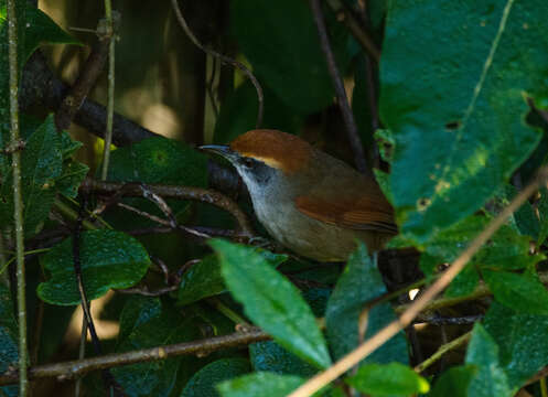 Image of Rufous-capped Spinetail