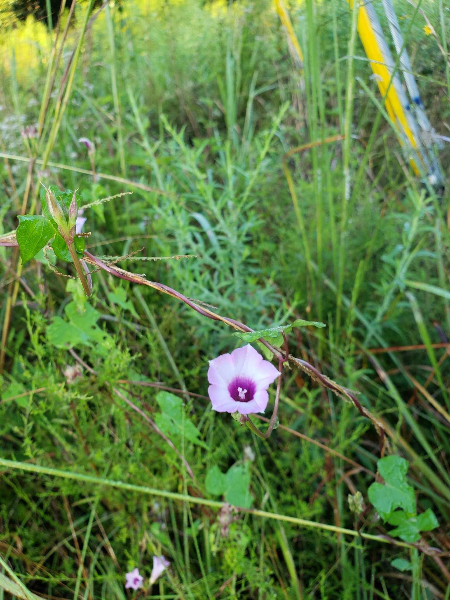 Image de Ipomoea leucantha Jacq.