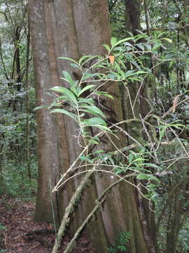 Image of Dracaena laxissima Engl.