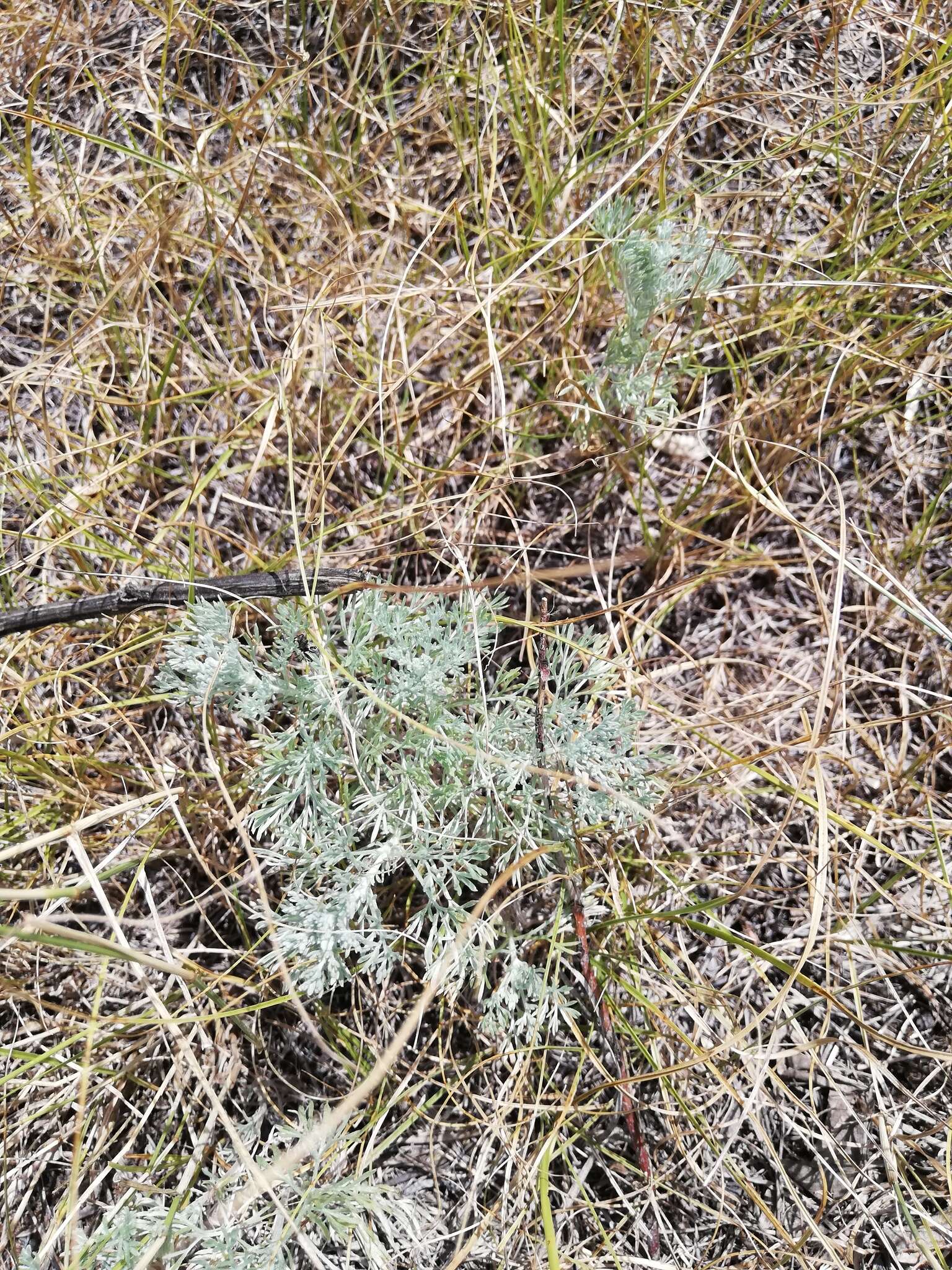 Слика од Artemisia austriaca Jacq.