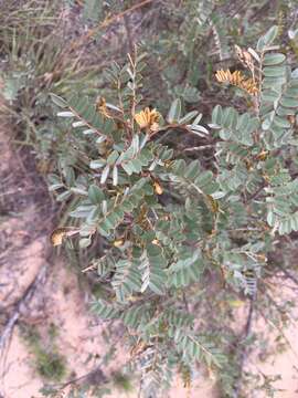 Sivun Pyranthus tullearensis (Baill.) Du Puy & Labat kuva