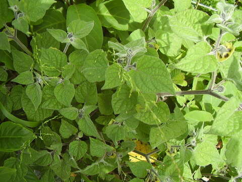 Image of Peruvian groundcherry