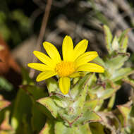 Image of Osteospermum ilicifolium L.