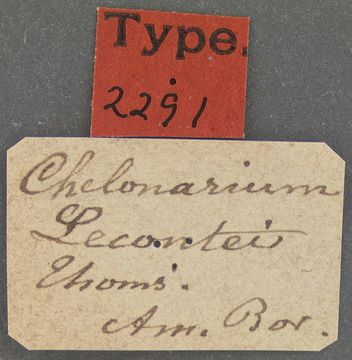 Image of <i>Chelonarium lecontei</i> Thomson 1867
