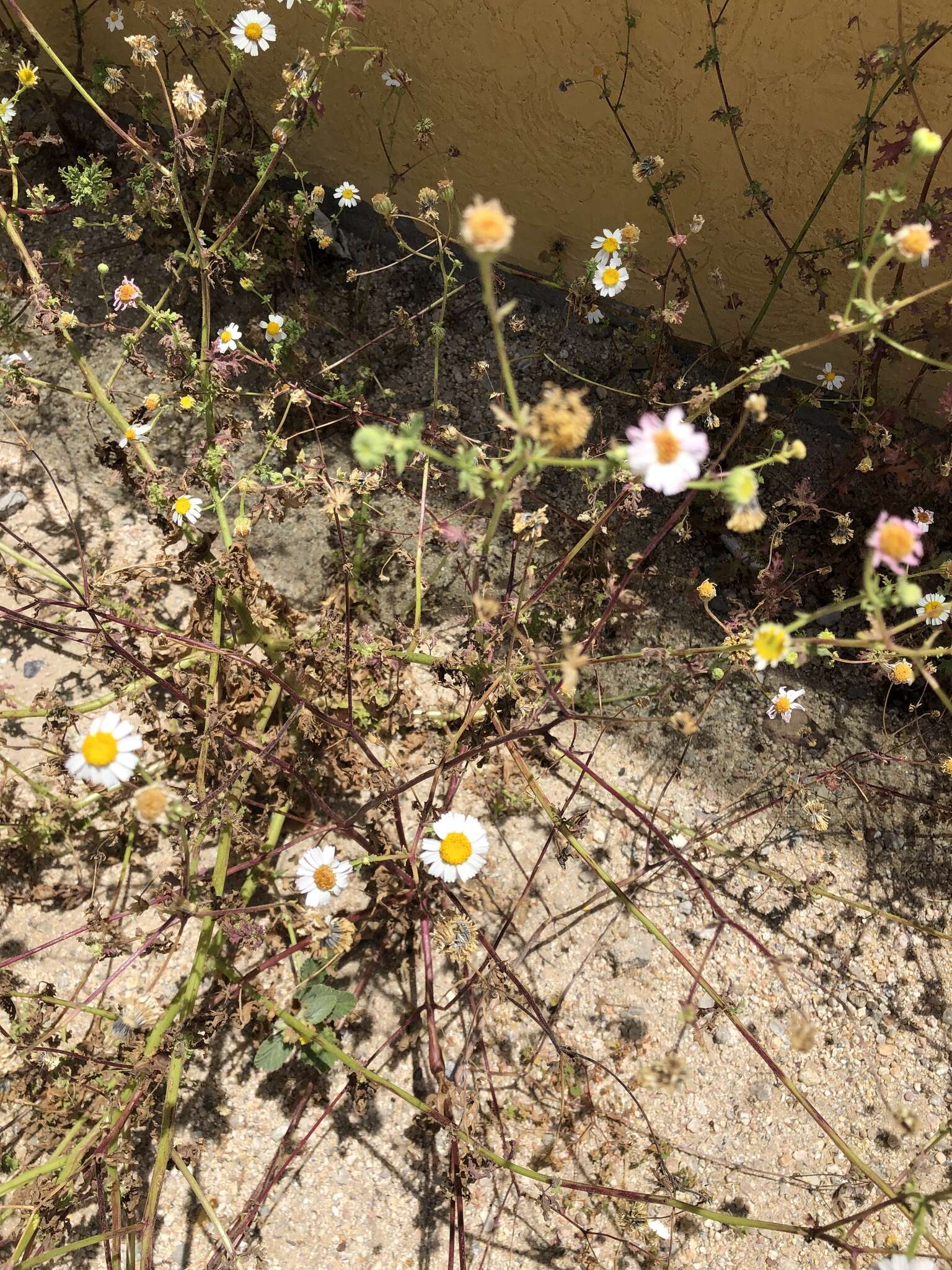 Perityle crassifolia var. robusta (Rydb.) Everly resmi