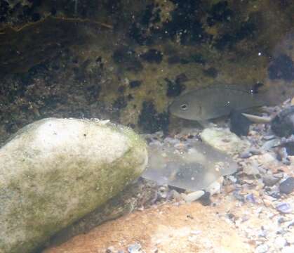 Image of Black bream