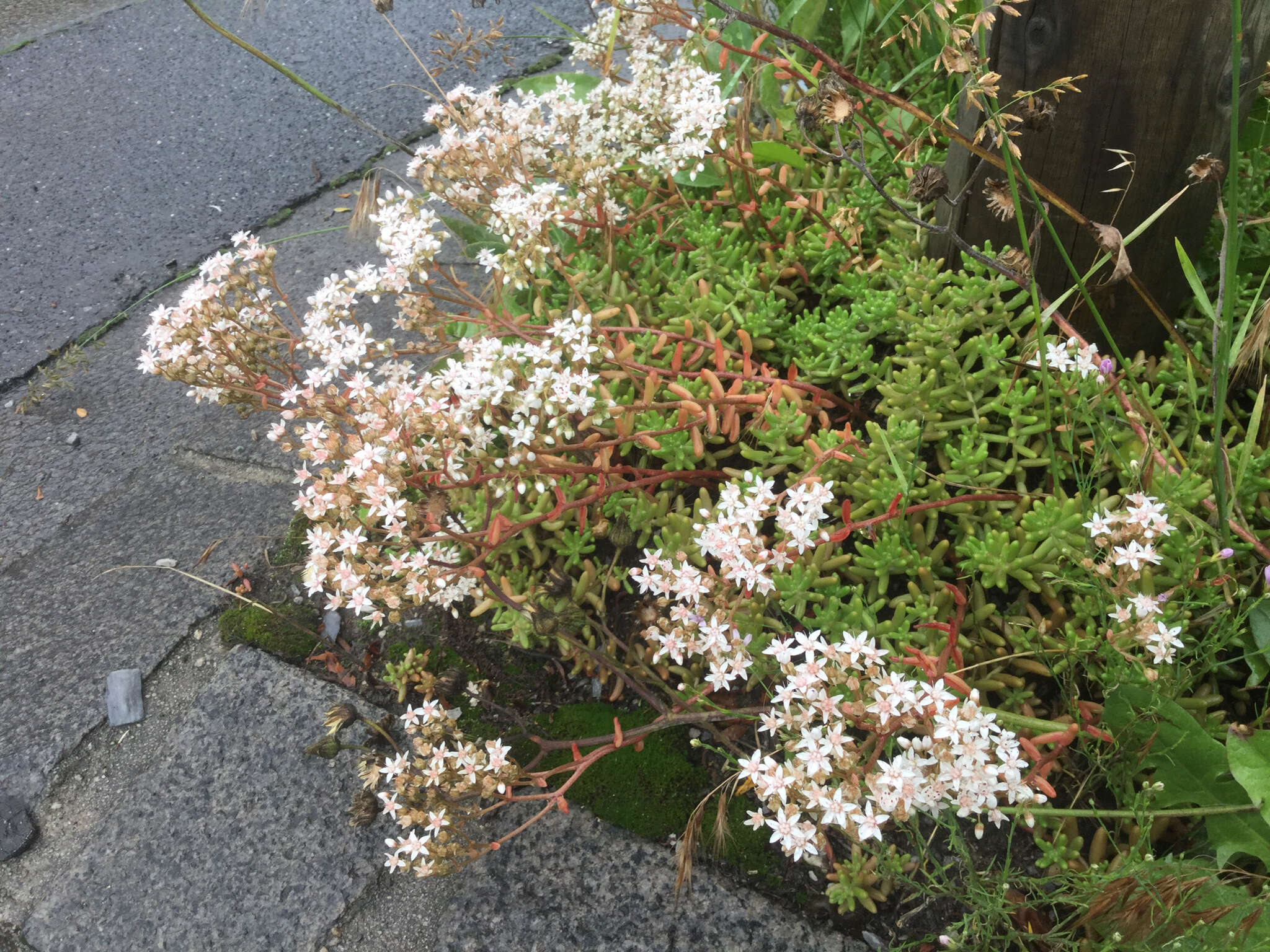 Image of White Stonecrop