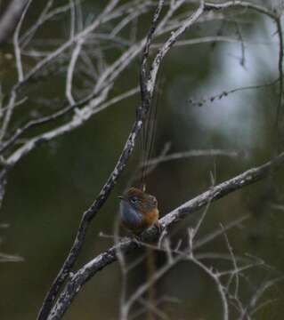 صورة Stipiturus malachurus westernensis Campbell & AJ 1912