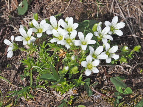 Image de Pseudocherleria imbricata (M. Bieb.) Dillenb. & Kadereit