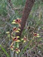 Image of Dancing spider orchid