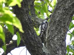 Image of Grey-capped Pygmy Woodpecker