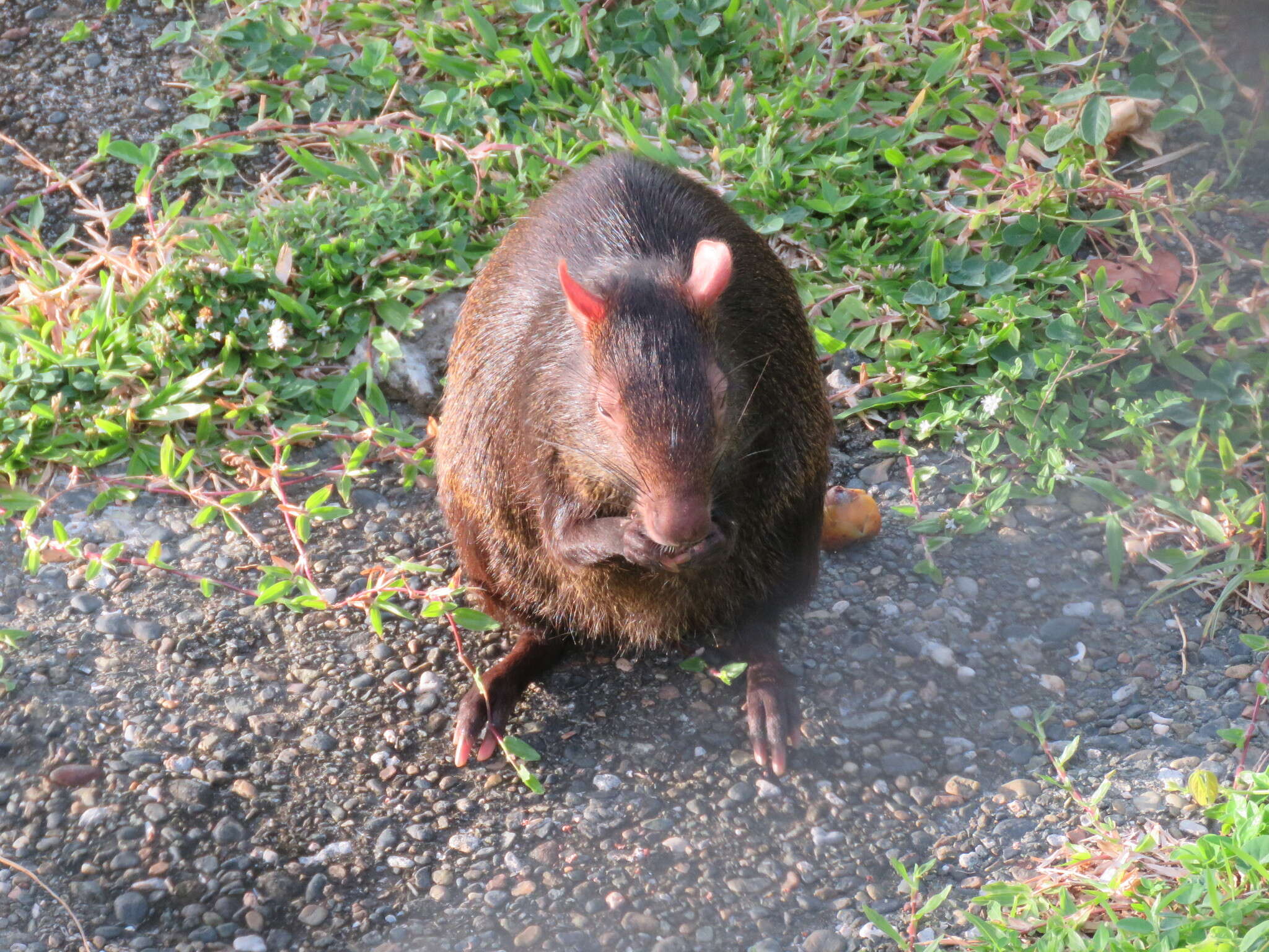 Image of Brazilian Agouti