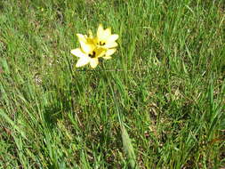 Image of Ixia dubia Vent.